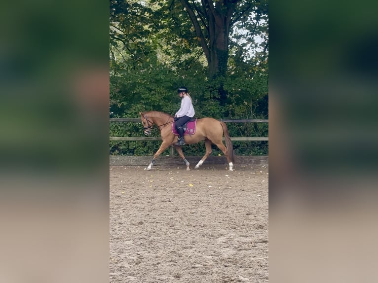 Welsh D (Cob) Gelding 3 years 14,1 hh Chestnut-Red in Heemskerk