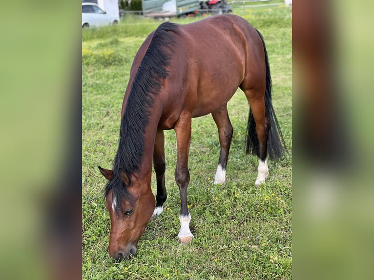 Welsh D (Cob) Gelding 3 years 15 hh Brown in Leogang