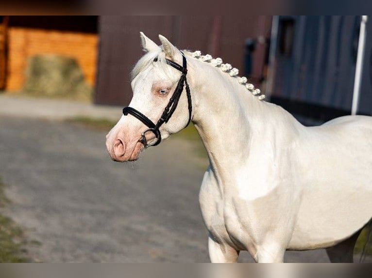 Welsh D (Cob) Gelding 4 years 13,2 hh Cremello in Stęszew