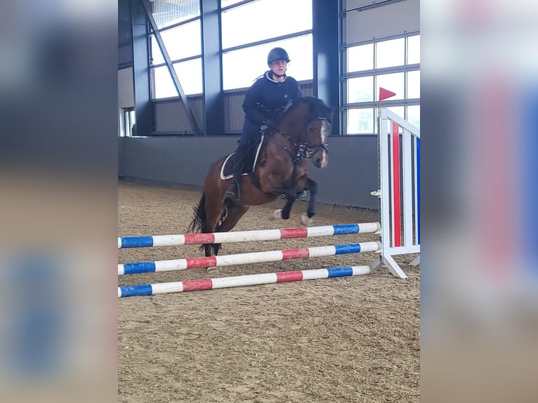 Welsh D (Cob) Gelding 4 years 13,3 hh Brown in Süderlügum