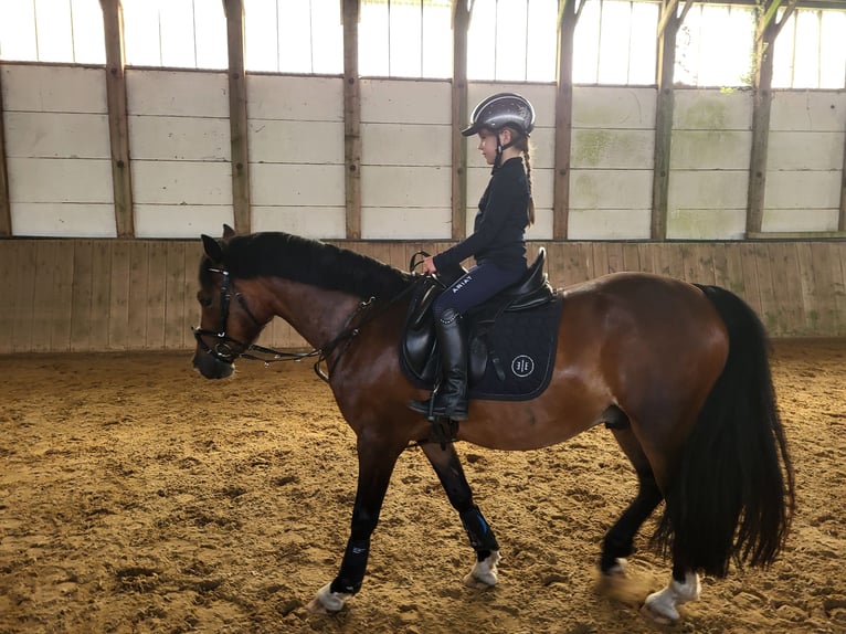 Welsh D (Cob) Gelding 4 years 13,3 hh Brown in Süderlügum