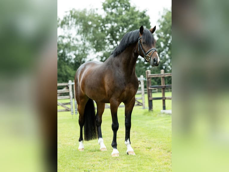 Welsh D (Cob) Gelding 4 years 14,1 hh Brown in Veghel