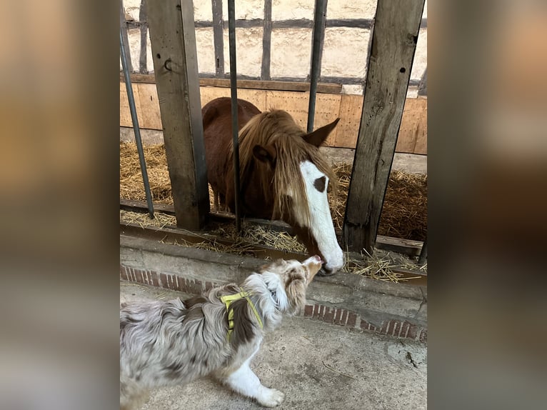 Welsh D (Cob) Gelding 4 years 14,1 hh Chestnut-Red in Melle