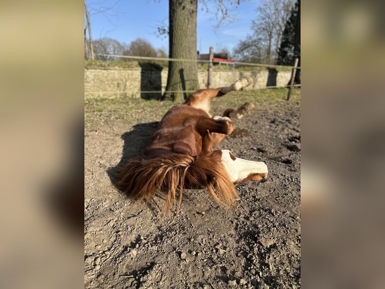 Welsh D (Cob) Gelding 4 years 14,1 hh Chestnut-Red in Melle