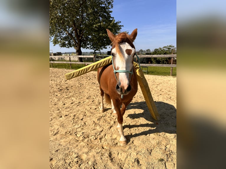 Welsh D (Cob) Gelding 4 years 14,1 hh Chestnut-Red in Melle