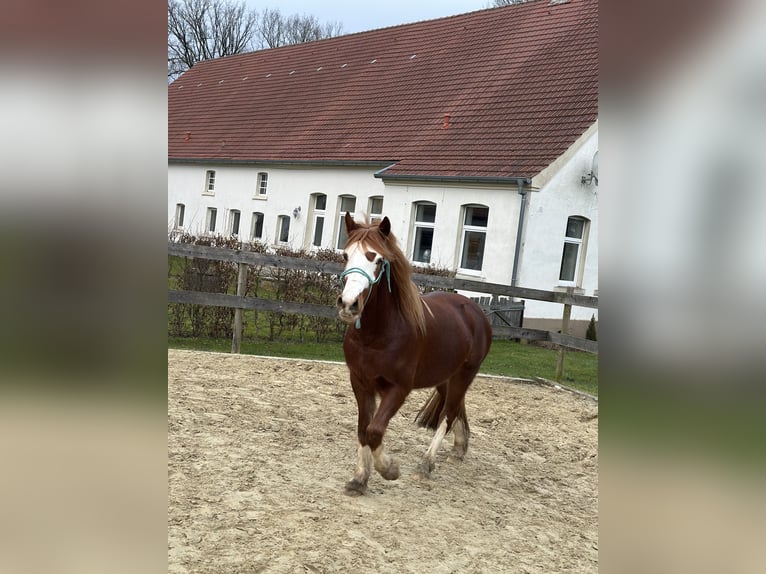 Welsh D (Cob) Gelding 4 years 14,1 hh Chestnut-Red in Melle