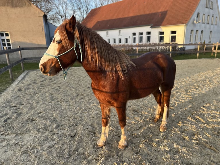 Welsh D (Cob) Gelding 4 years 14,1 hh Chestnut-Red in Melle