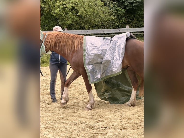 Welsh D (Cob) Gelding 4 years 14,1 hh Chestnut-Red in Melle