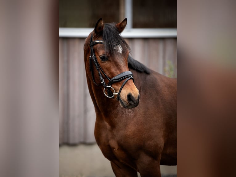 Welsh D (Cob) Gelding 4 years 14,2 hh Brown in Fürth