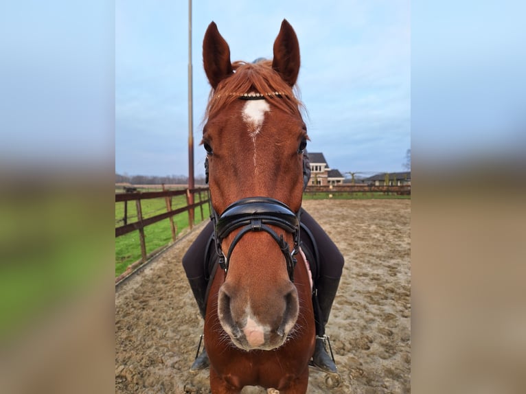 Welsh D (Cob) Gelding 4 years 14,2 hh Chestnut-Red in Gemonde