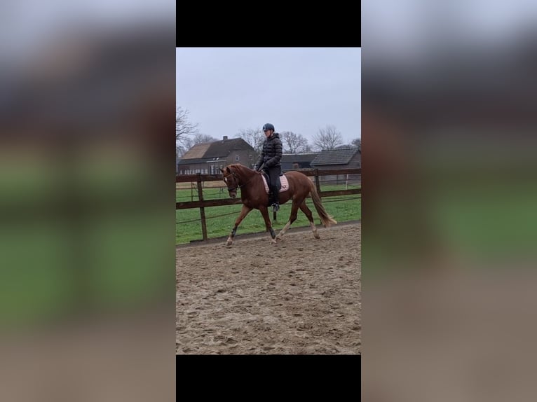 Welsh D (Cob) Gelding 4 years 14,2 hh Chestnut-Red in Gemonde