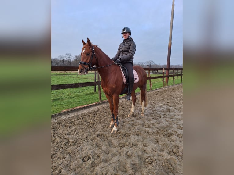 Welsh D (Cob) Gelding 4 years 14,2 hh Chestnut-Red in Gemonde