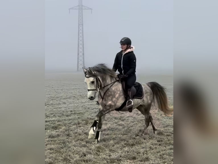 Welsh D (Cob) Gelding 4 years 14,2 hh Gray-Dapple in Schlins