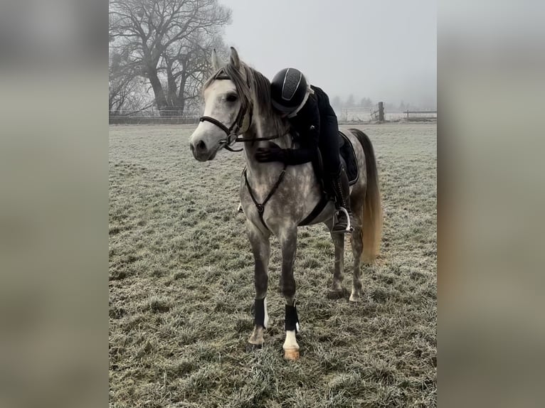 Welsh D (Cob) Gelding 4 years 14,2 hh Gray-Dapple in Schlins