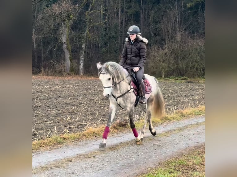 Welsh D (Cob) Gelding 4 years 14,2 hh Gray-Dapple in Schlins