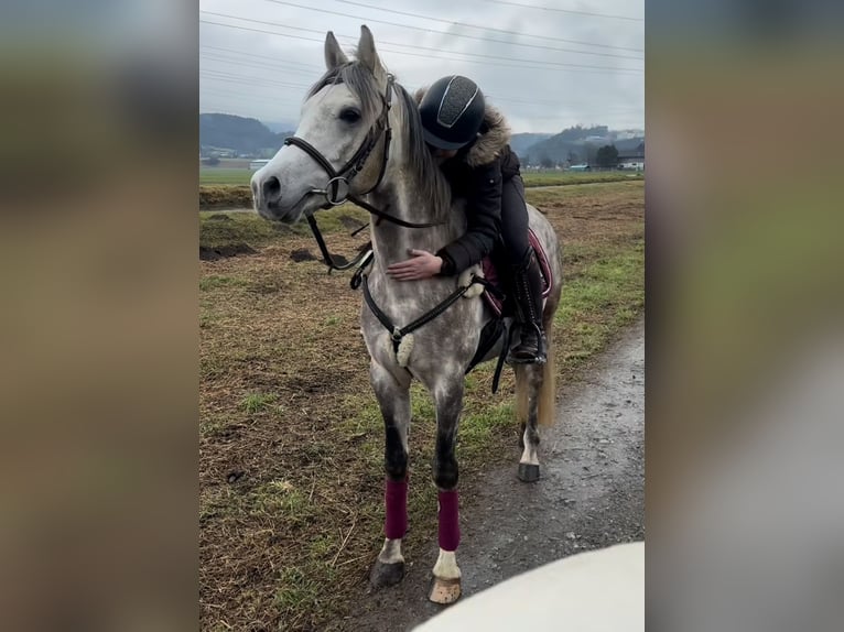 Welsh D (Cob) Gelding 4 years 14,2 hh Gray-Dapple in Schlins