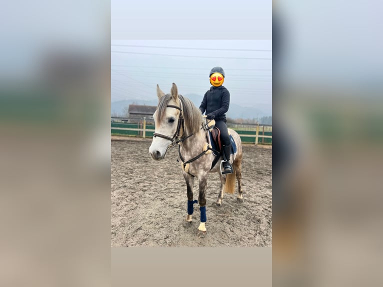 Welsh D (Cob) Gelding 4 years 14,2 hh Gray-Dapple in Schlins