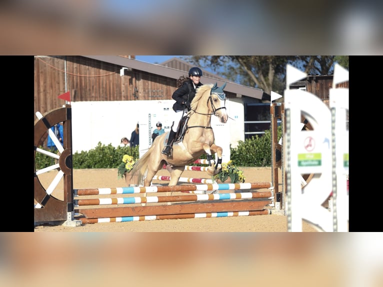 Welsh D (Cob) Gelding 4 years 14,2 hh Palomino in Schlins