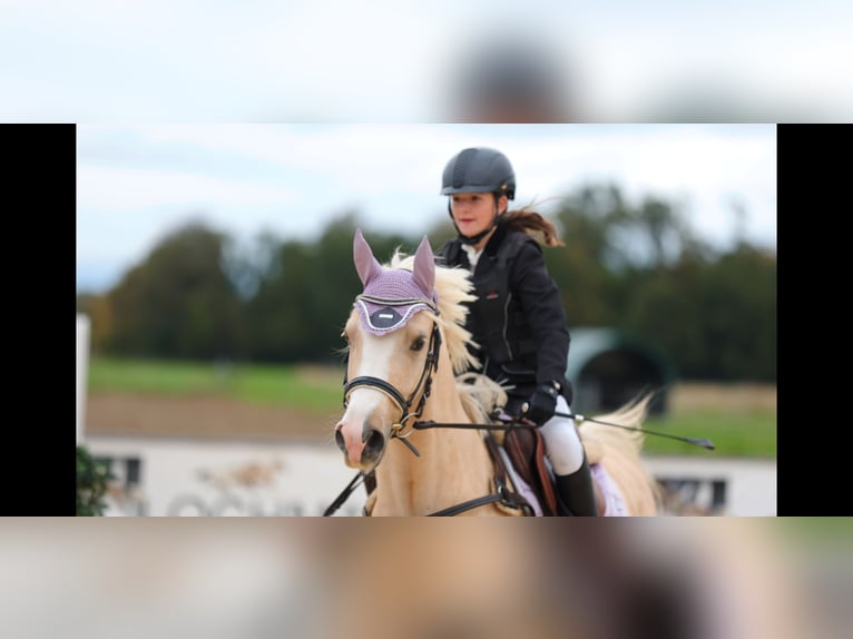 Welsh D (Cob) Gelding 4 years 14,2 hh Palomino in Schlins