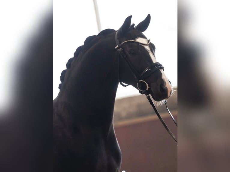 Welsh D (Cob) Gelding 4 years Black in Hilvarenbeek