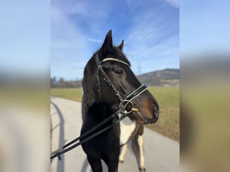 Welsh D (Cob) Gelding 5 years 13,2 hh Pinto in Schlins