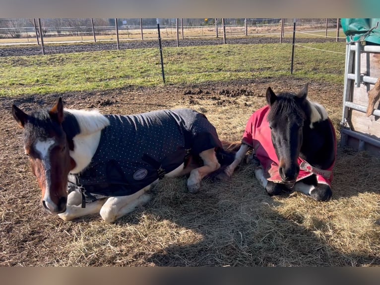 Welsh D (Cob) Gelding 5 years 13,2 hh Pinto in Schlins