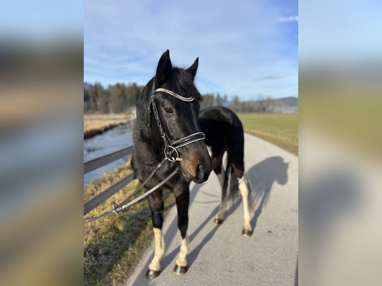 Welsh D (Cob) Gelding 5 years 13,2 hh Pinto in Schlins