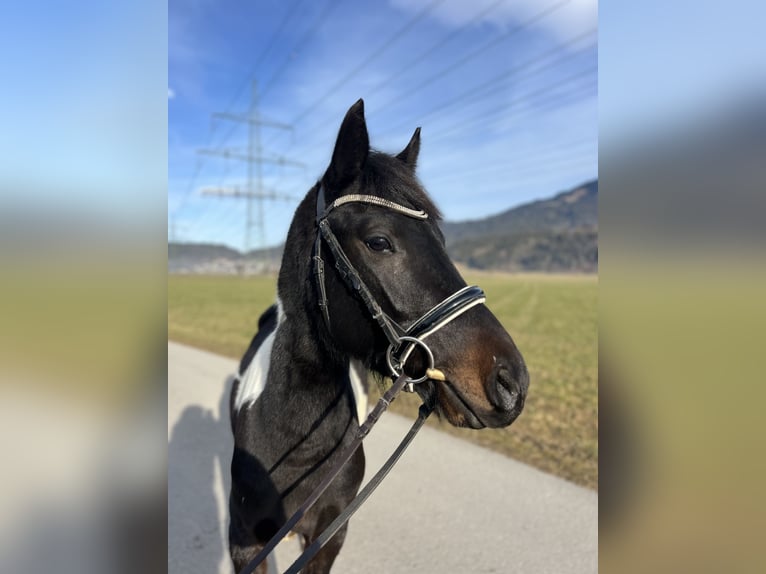 Welsh D (Cob) Gelding 5 years 13,2 hh Pinto in Schlins