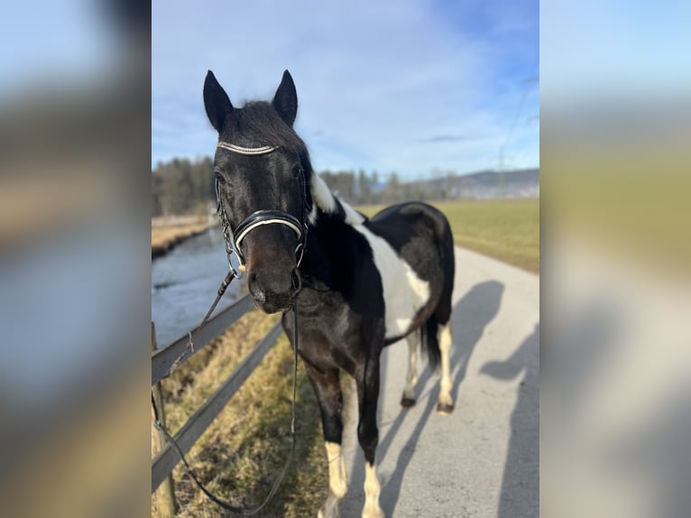 Welsh D (Cob) Gelding 5 years 13,2 hh Pinto in Schlins