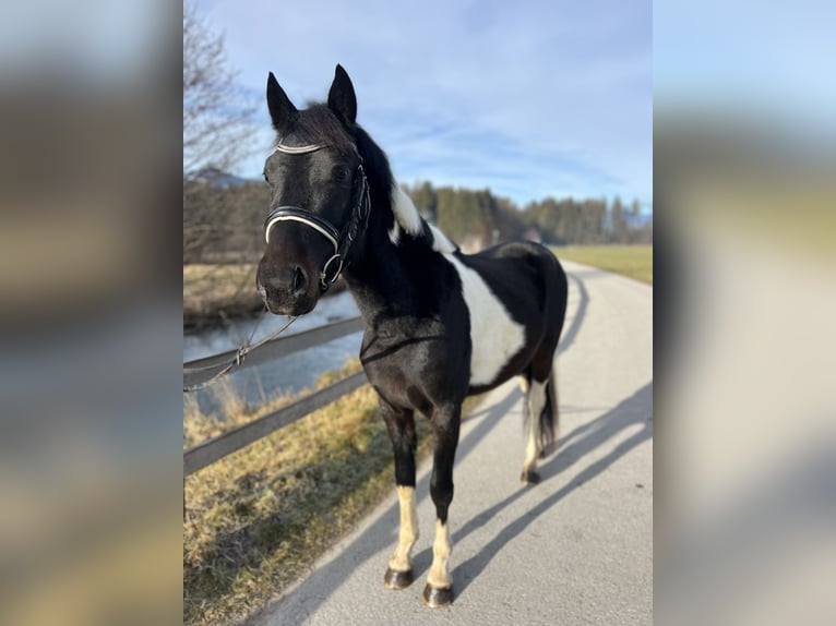 Welsh D (Cob) Gelding 5 years 13,2 hh Pinto in Schlins