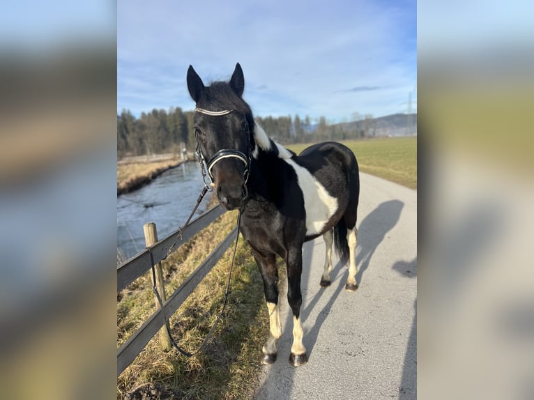 Welsh D (Cob) Gelding 5 years 13,2 hh Pinto in Schlins