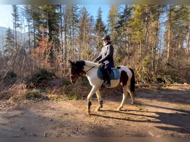 Welsh D (Cob) Gelding 5 years 13,2 hh Pinto in Schlins