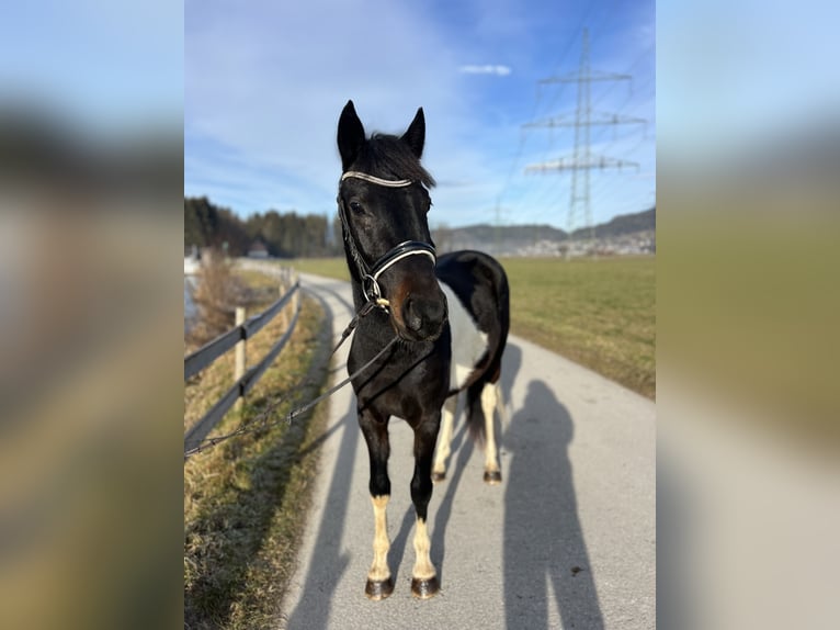 Welsh D (Cob) Gelding 5 years 13,2 hh Pinto in Schlins