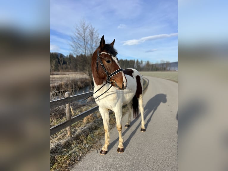 Welsh D (Cob) Gelding 5 years 13,2 hh Pinto in Schlins