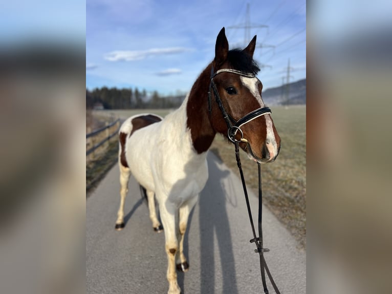 Welsh D (Cob) Gelding 5 years 13,2 hh Pinto in Schlins