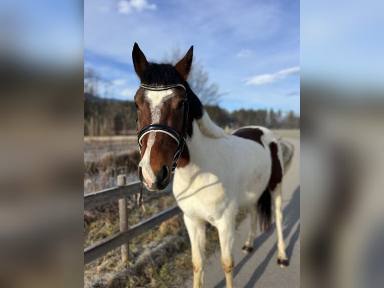 Welsh D (Cob) Gelding 5 years 13,2 hh Pinto in Schlins