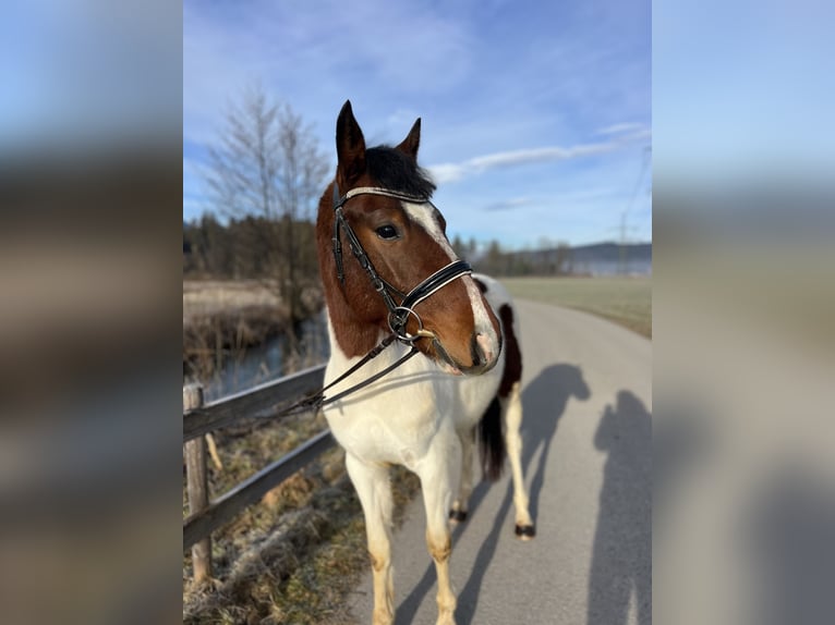 Welsh D (Cob) Gelding 5 years 13,2 hh Pinto in Schlins