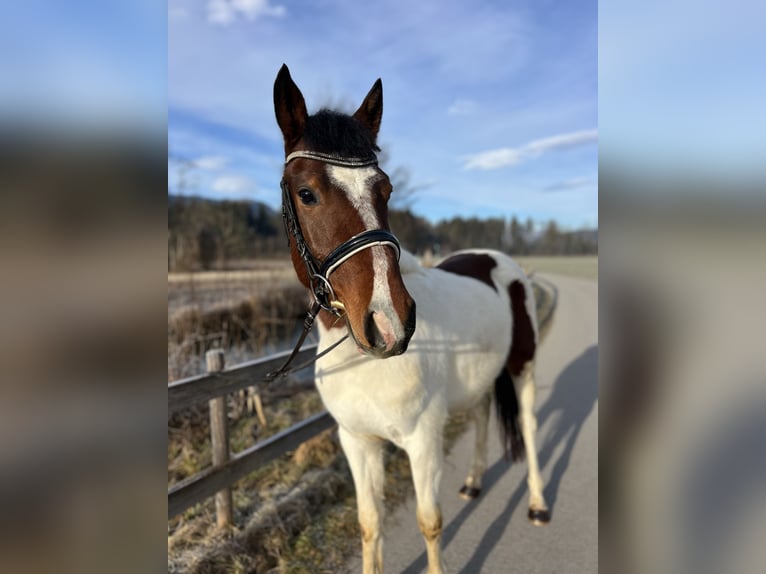 Welsh D (Cob) Gelding 5 years 13,2 hh Pinto in Schlins