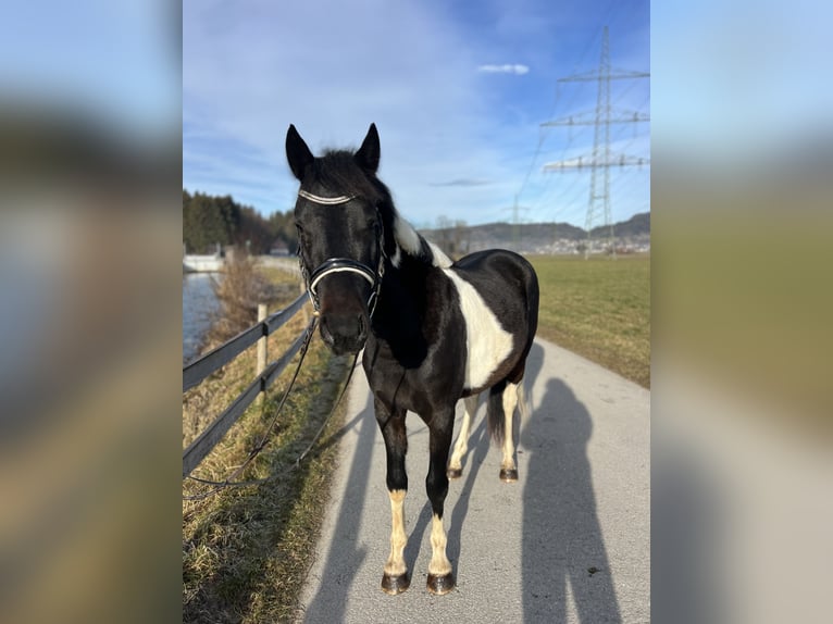 Welsh D (Cob) Gelding 5 years 13,2 hh Pinto in Schlins