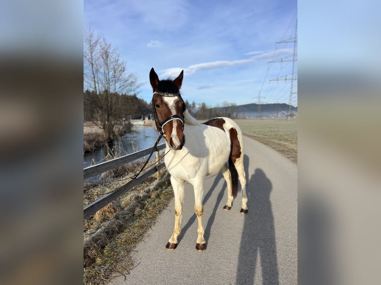 Welsh D (Cob) Gelding 5 years 13,2 hh Pinto in Schlins