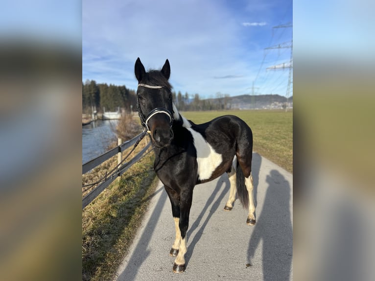 Welsh D (Cob) Gelding 5 years 13,2 hh Pinto in Schlins