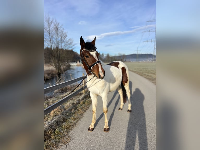 Welsh D (Cob) Gelding 5 years 13,2 hh Pinto in Schlins