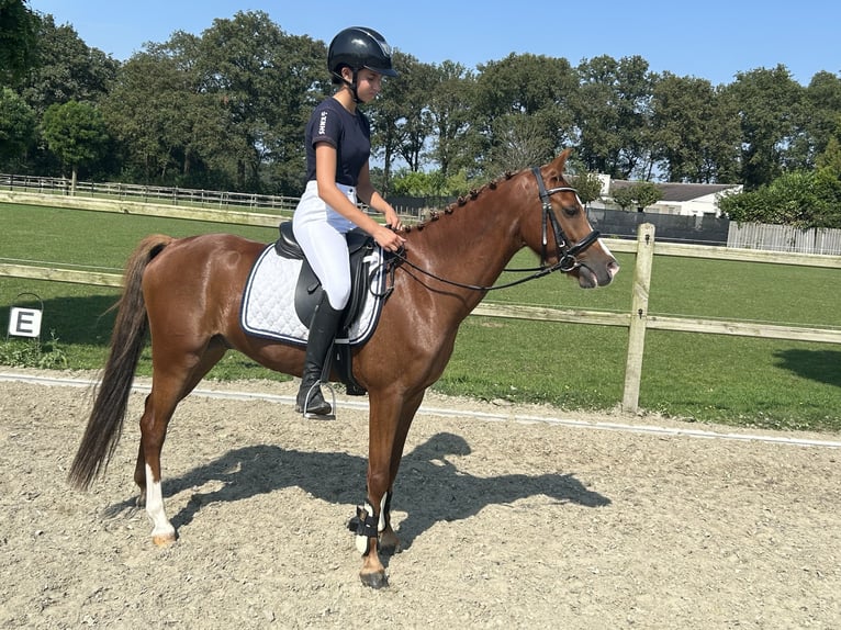 Welsh D (Cob) Gelding 5 years 13,3 hh Chestnut-Red in Goirle