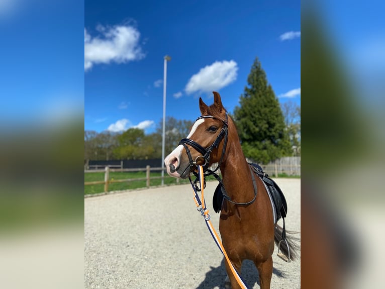 Welsh D (Cob) Gelding 5 years 13,3 hh Chestnut-Red in Goirle