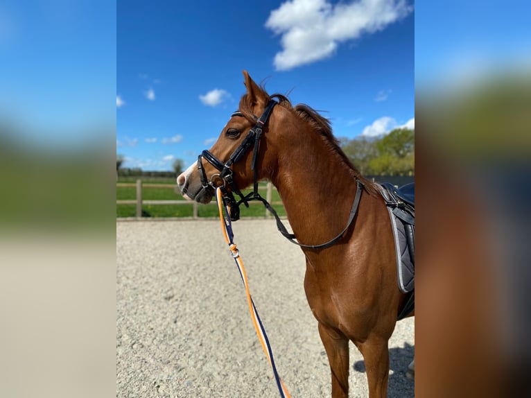 Welsh D (Cob) Gelding 5 years 13,3 hh Chestnut-Red in Goirle