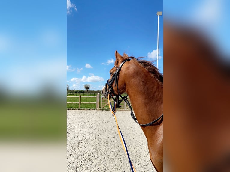 Welsh D (Cob) Gelding 5 years 13,3 hh Chestnut-Red in Goirle