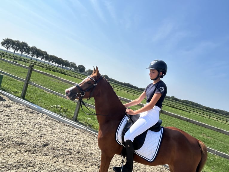 Welsh D (Cob) Gelding 5 years 13,3 hh Chestnut-Red in Goirle