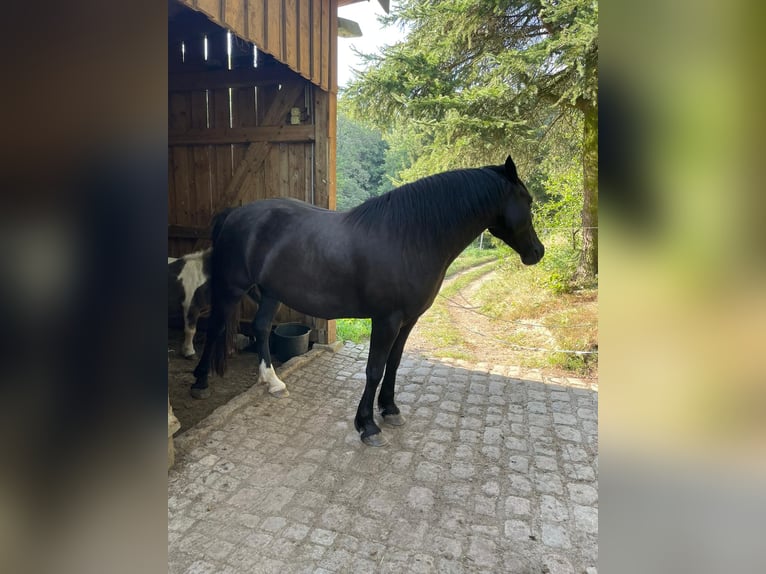 Welsh D (Cob) Gelding 5 years 14,2 hh Black in Hohnstein