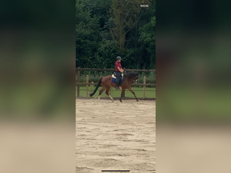 Welsh D (Cob) Gelding 5 years 14,2 hh Brown in Zutphen