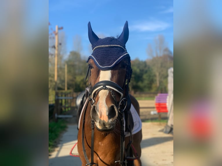 Welsh D (Cob) Gelding 5 years 14,2 hh Brown in Zutphen